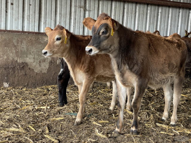 (9) Jersey/Crossbred heifer calves